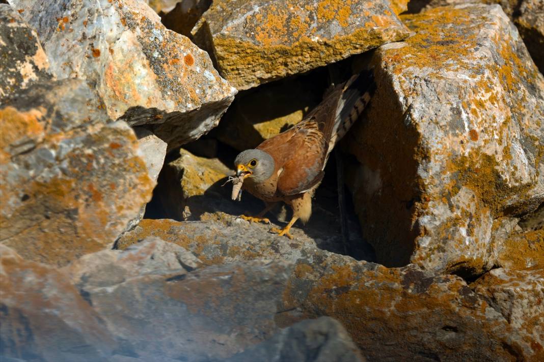 Konya’nın yırtıcı savaşçıları iş başında! Çiftçilerin doğal müttefiki 7